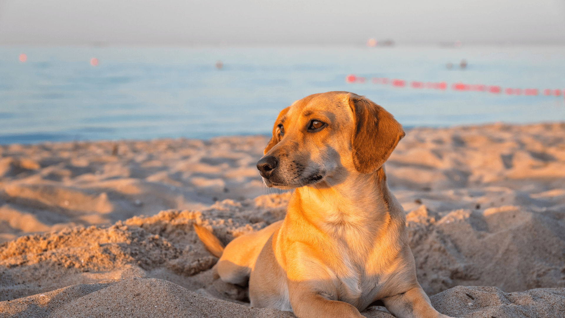 Featured image for the article